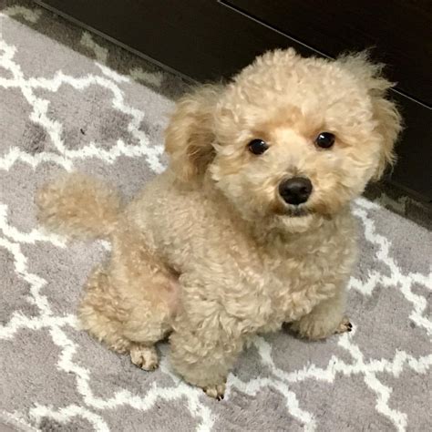 Join millions of people using Oodle to find puppies for adoption, dog and puppy listings, and other pets adoption. . Toy poodles for sale near me under 500